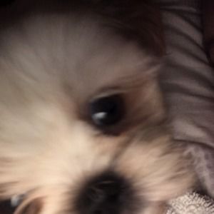 Meet your Posher, Dorothy